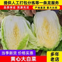 【火锅店同款】高山黄心大白菜叶嫩帮薄久煮不烂有机肥