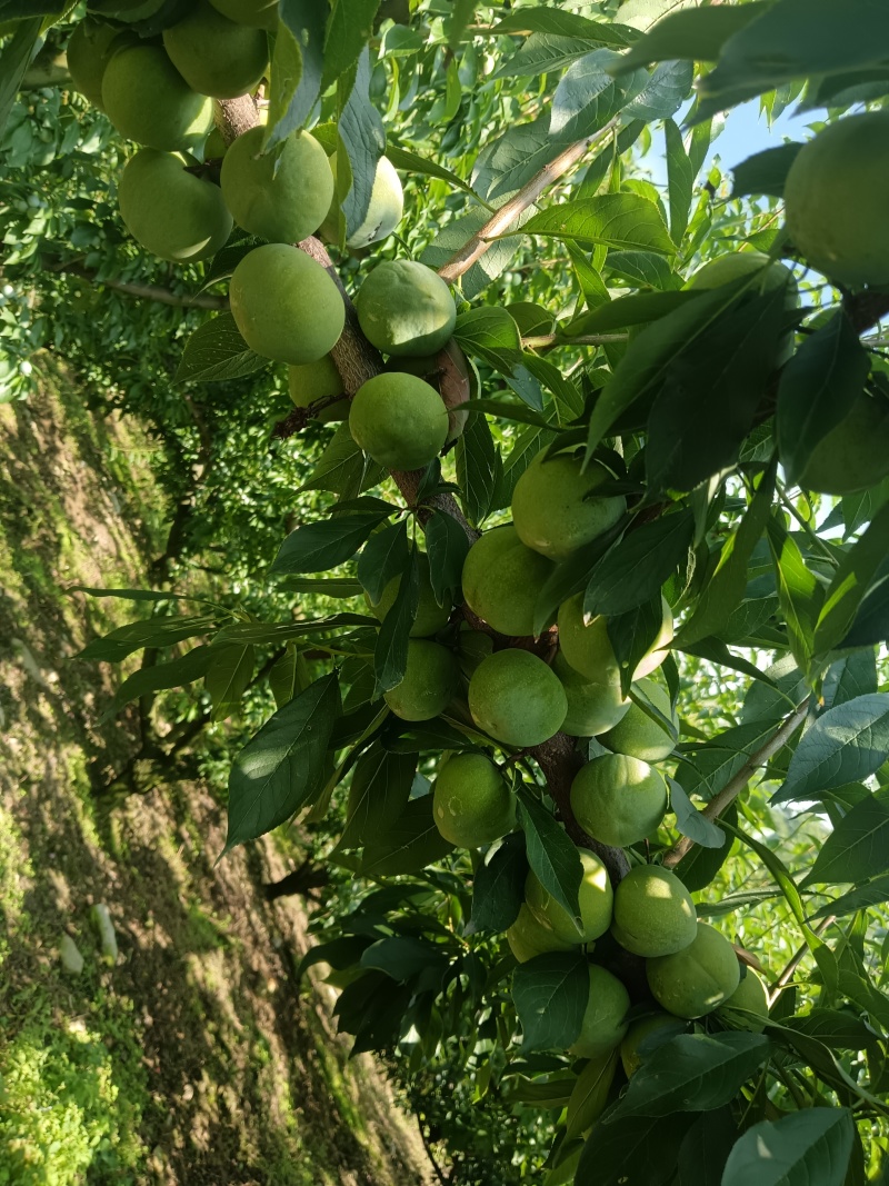 青脆李