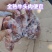【熟牛头肉】牛头肉