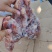 【熟牛头肉】牛头肉