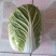 【火锅店同款】高山黄心大白菜叶嫩帮薄久煮不烂有机肥
