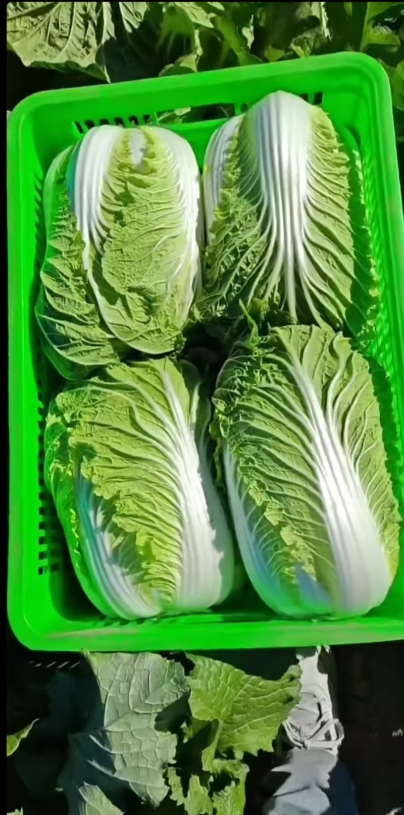 【火锅店同款】高山黄心大白菜叶嫩帮薄久煮不烂有机肥