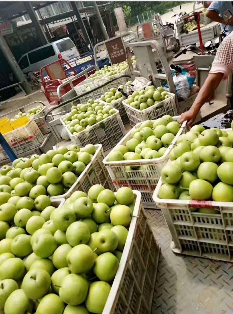 河南豫东黄河古道万亩梨园精品青皮皇冠梨大量上市火爆热卖中