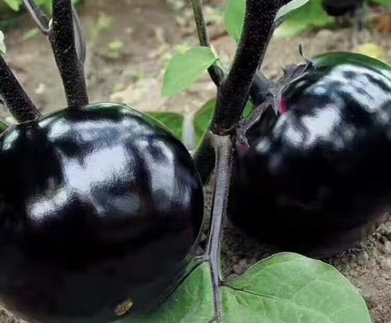 紫光圆茄