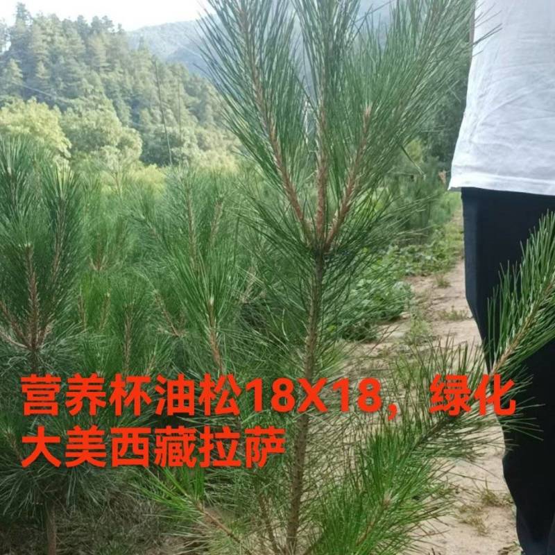 甘肃油松18X18，21X21营养杯种植面积大，发西藏拉