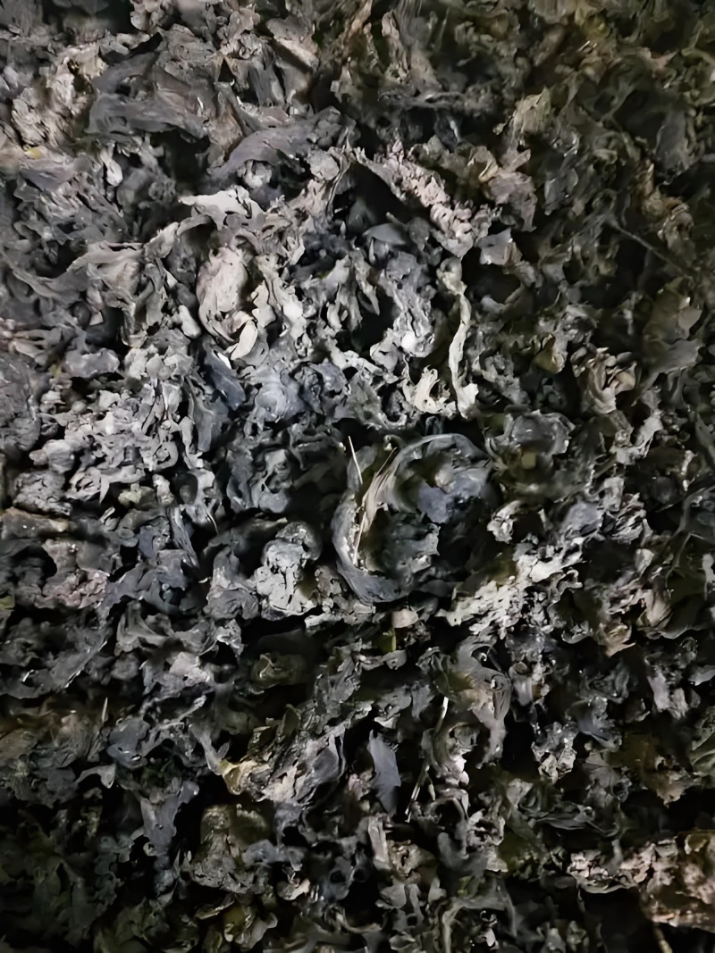 甘肃秦安县精品地打菜