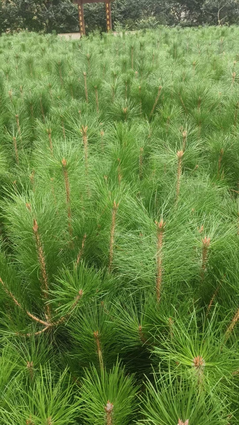 甘肃油松18X18，21X21营养杯种植面积大，发西藏拉