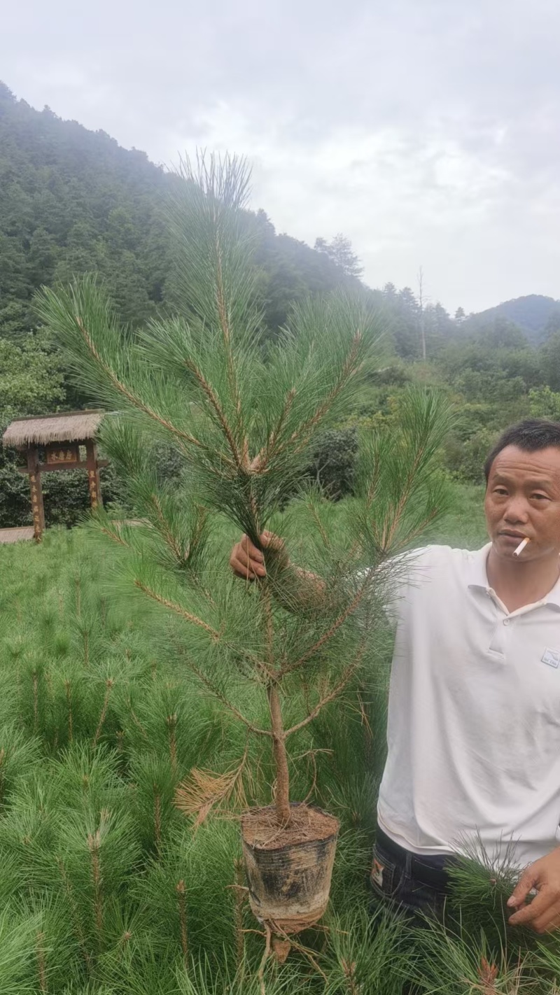 甘肃油松18X18，21X21营养杯种植面积大，发西藏拉