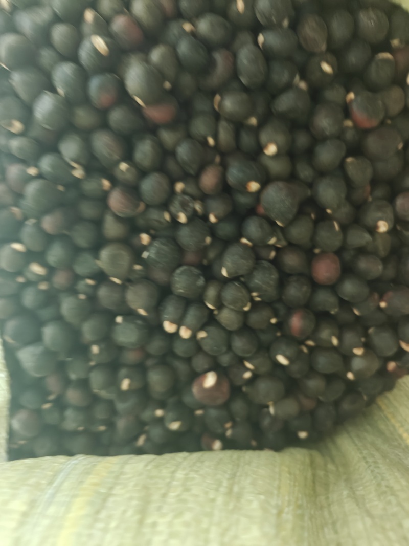文冠果（甘肃产地）基地直供，量大从优！可视频看货