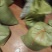 文冠果（甘肃产地）基地直供，量大从优！可视频看货
