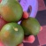 无籽青柠檬🍋基地一手货源，长期稳定，大量供应……
