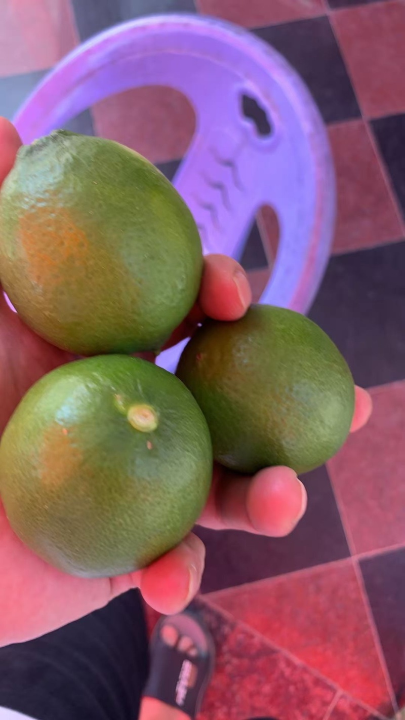 无籽青柠檬🍋基地一手货源，长期稳定，大量供应……
