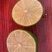无籽青柠檬🍋基地一手货源，长期稳定，大量供应……