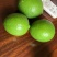 无籽青柠檬🍋基地一手货源，长期稳定，大量供应……