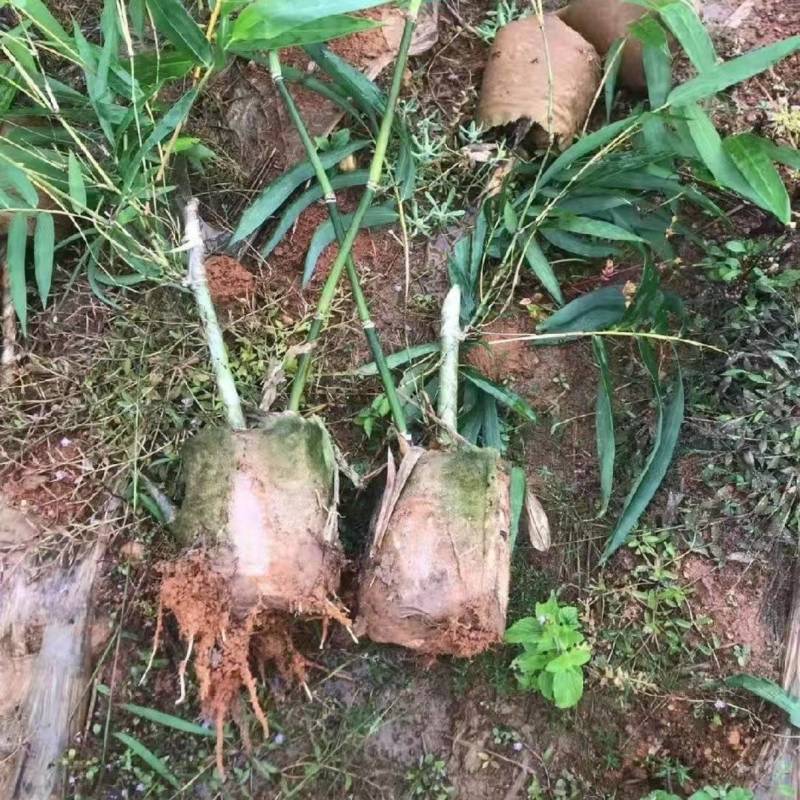 云甜一号