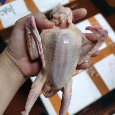 专业做:黑棕鹅、狮头鹅