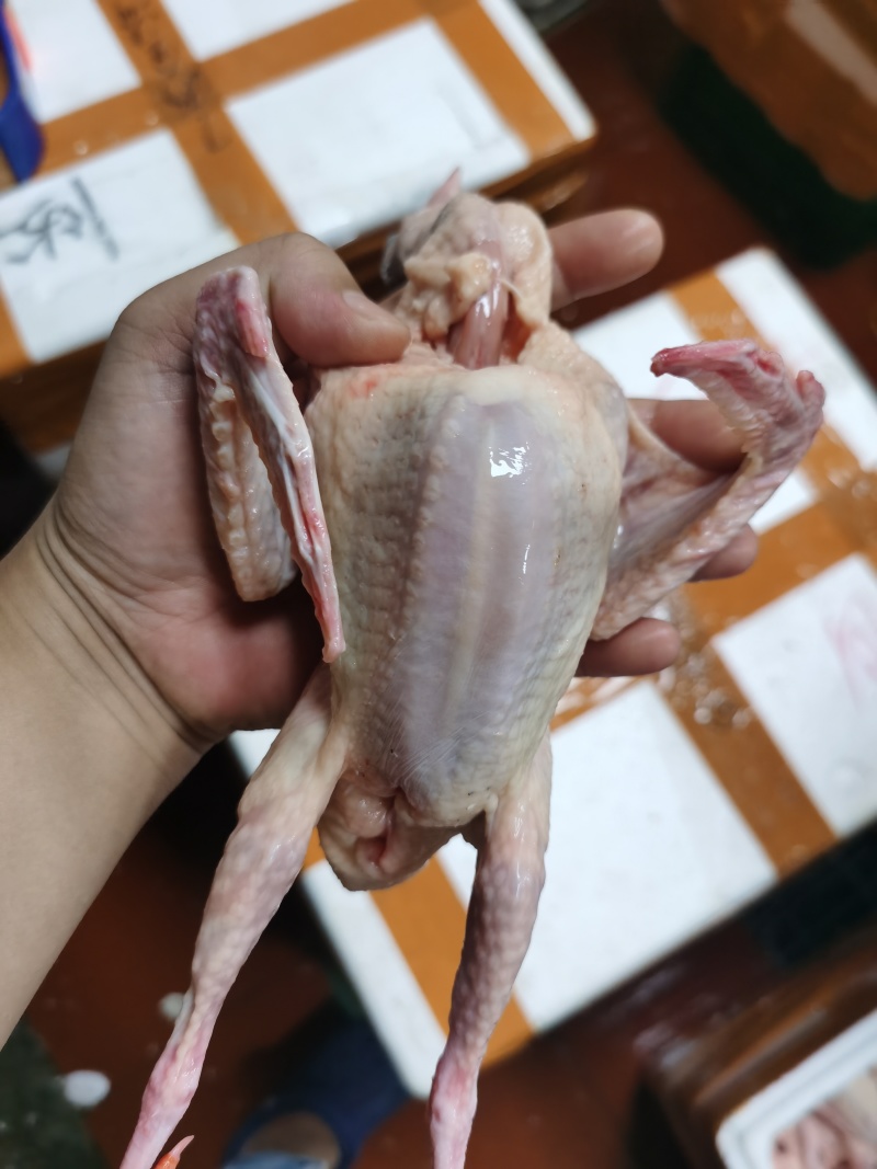 专业做:黑棕鹅、狮头鹅