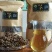 软肝草、石上莲手工茶叶