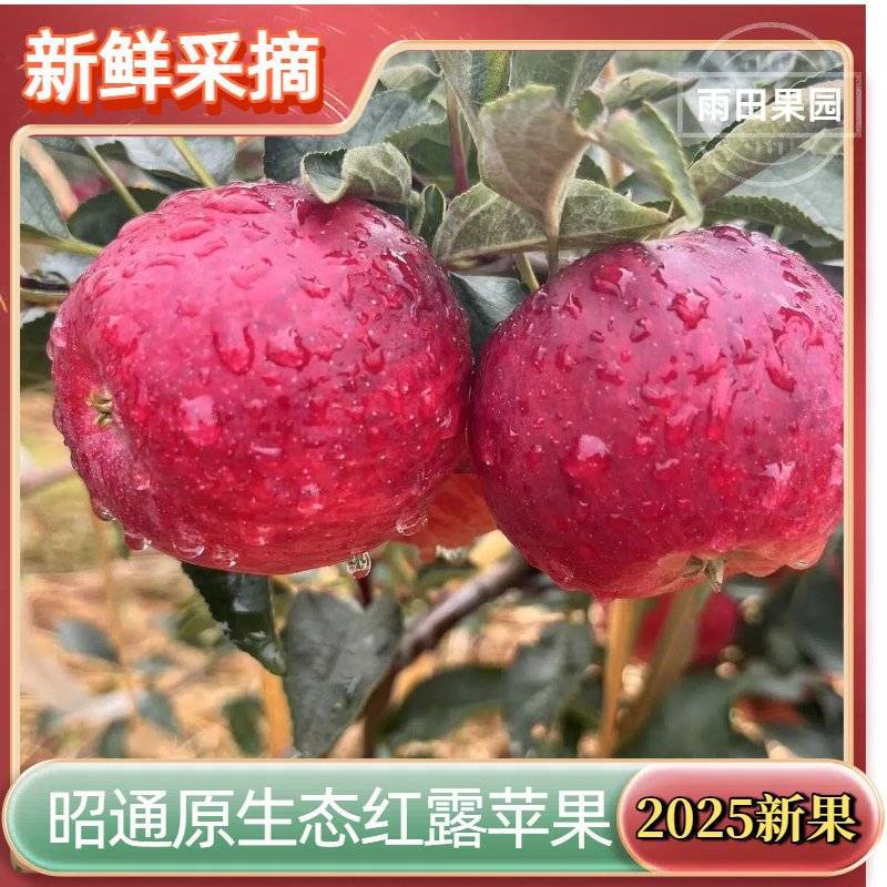 【苹果】云南早熟红露苹果昭通冰糖心丑苹果一件代发对接电商