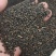 （甘肃产地）黄芪籽产地直供，低杆棉芪，可视频看货。