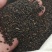 （甘肃产地）黄芪籽产地直供，低杆棉芪，可视频看货。