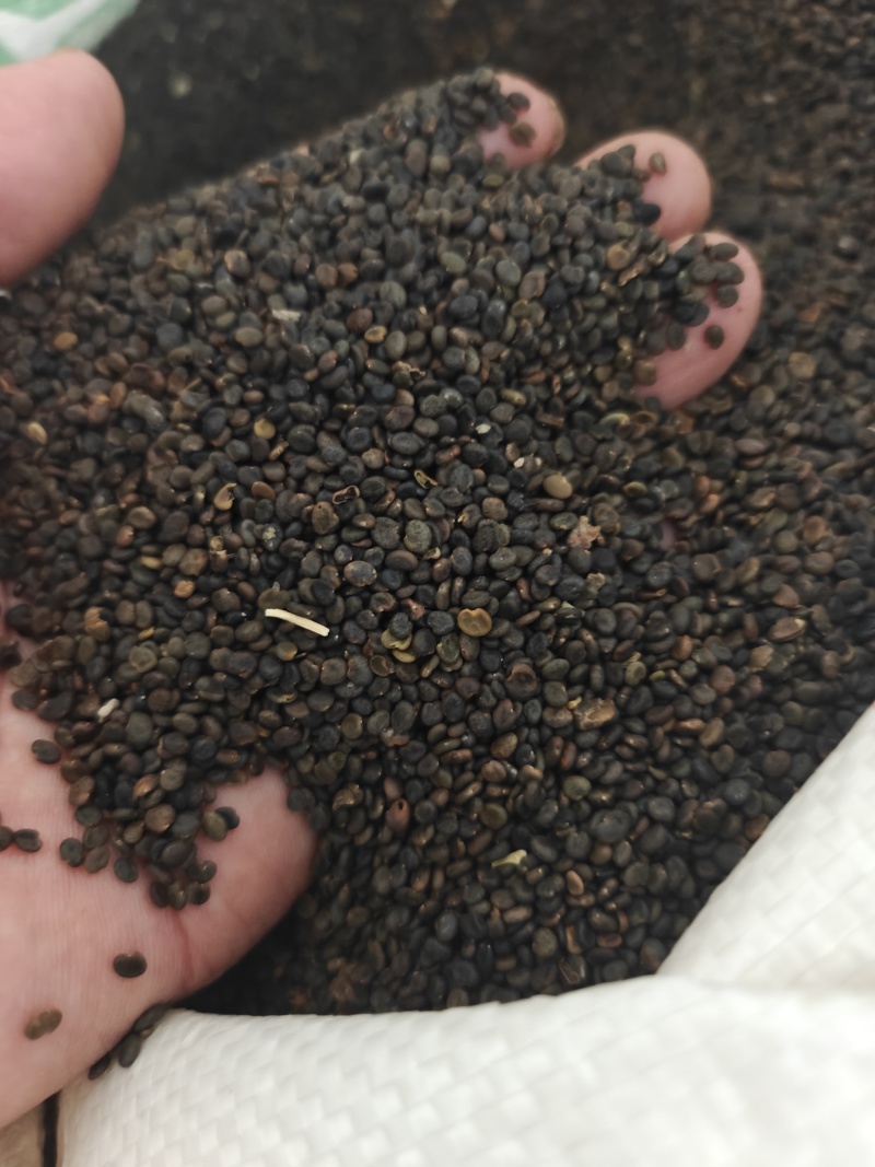 （甘肃产地）黄芪籽产地直供，低杆棉芪，可视频看货。