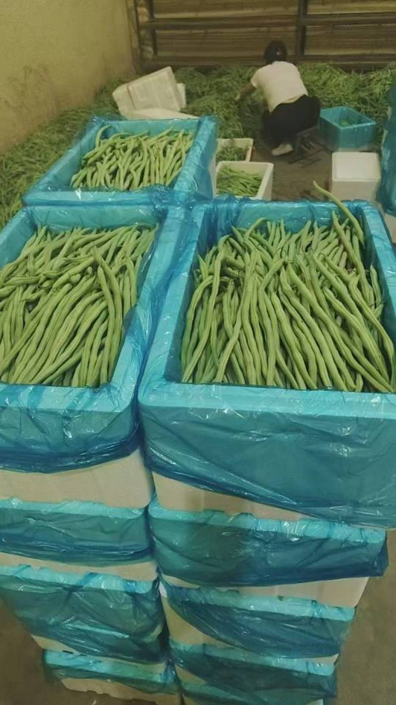 甘肃精品豆王