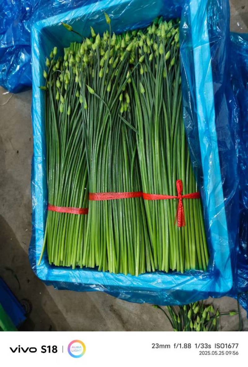 甘肃精品豆王
