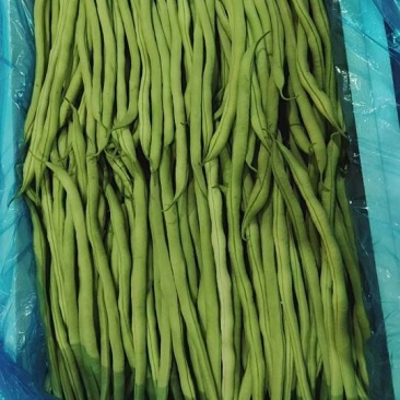 甘肃精品豆王