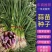 红根蒜苗种子，46瓣蒜种子，苔蒜种子，太空大蒜种子