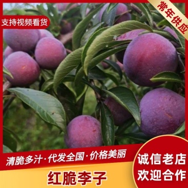 【精品李子】脆红李子现摘先发红脆李对接全国市场电商商超
