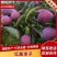 山东平邑红脆李，红皮黄肉脱骨李子，脆红李子，可视频看货