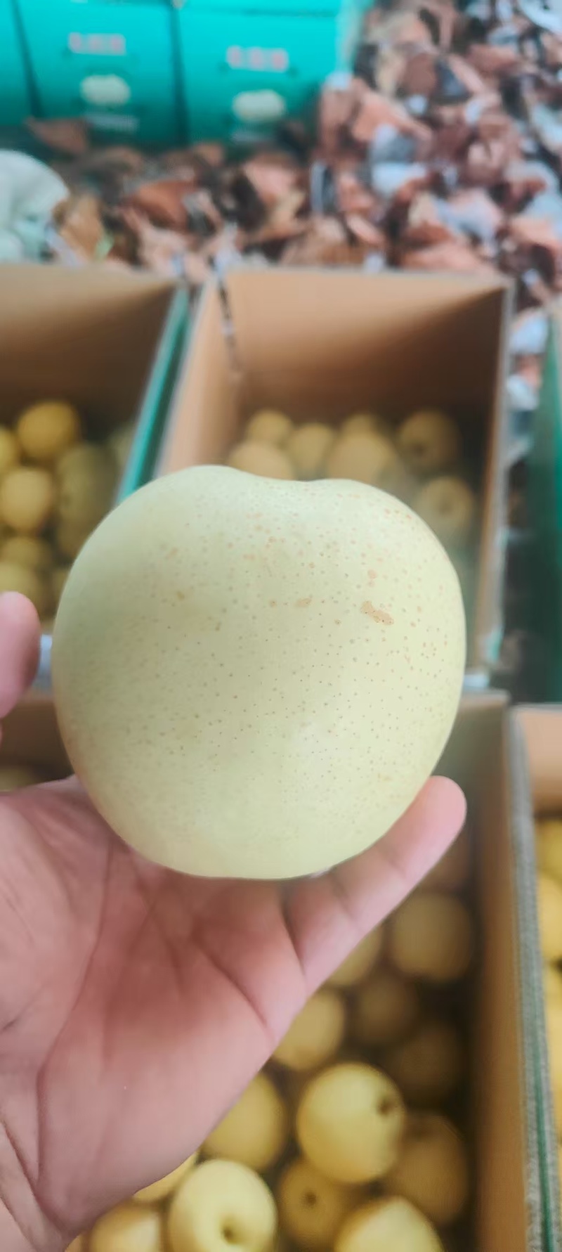 皇冠梨大量有货，产地一手货源，量大优惠，欢迎新老客户合作