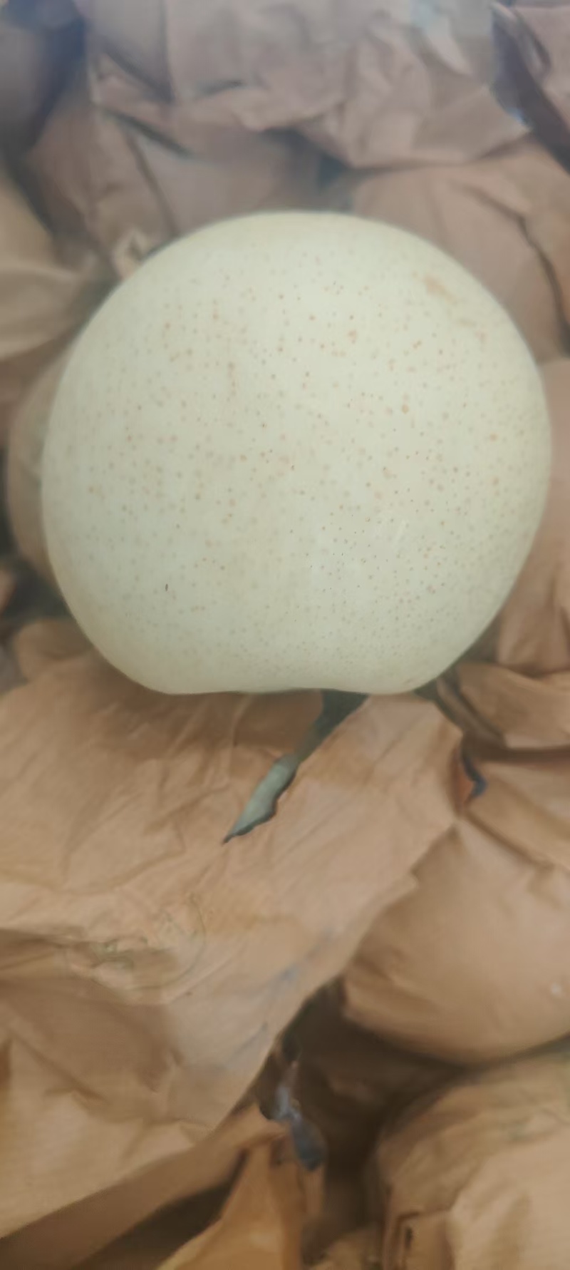 皇冠梨大量有货，产地一手货源，量大优惠，欢迎新老客户合作