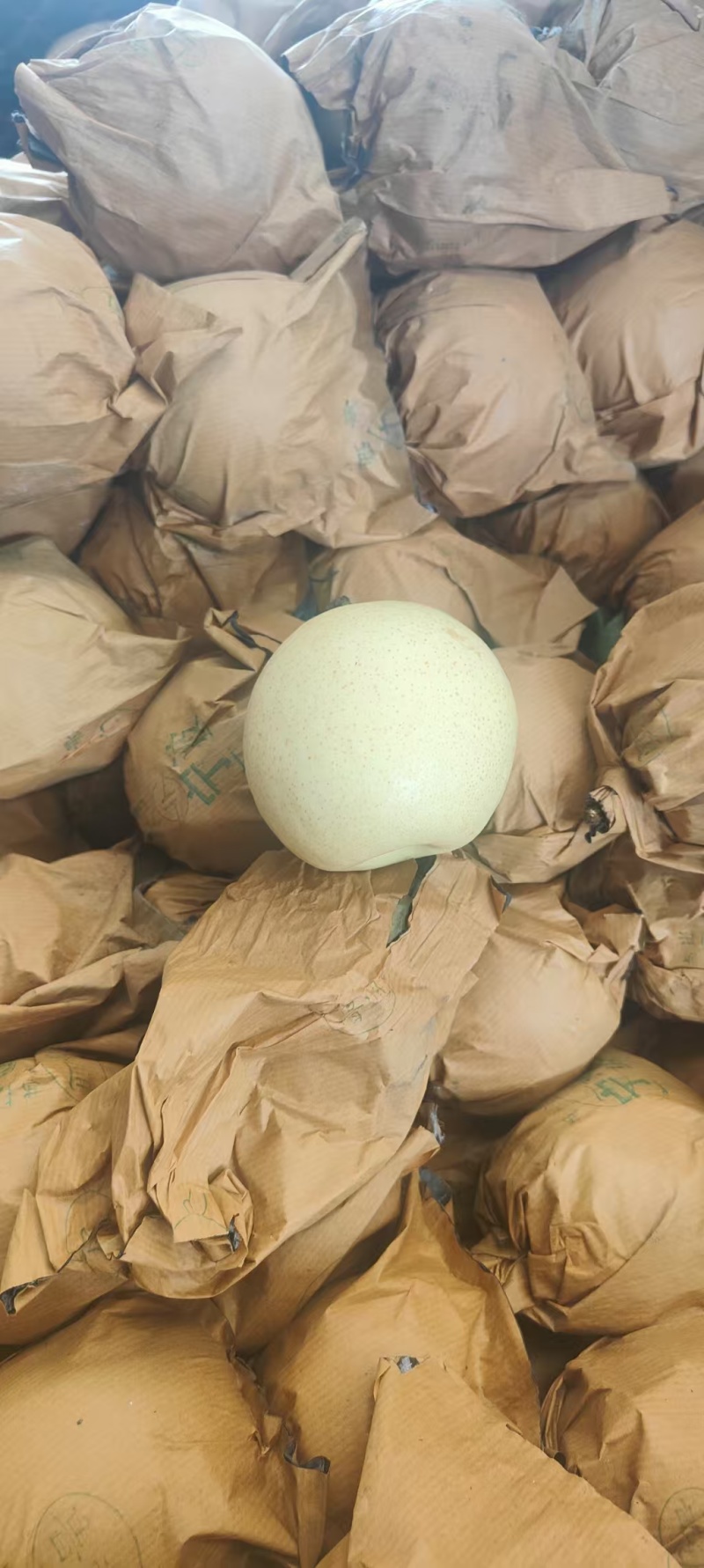 皇冠梨大量有货，产地一手货源，量大优惠，欢迎新老客户合作
