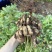 精品现挖白沙花生鲜花生一手货源直发全国