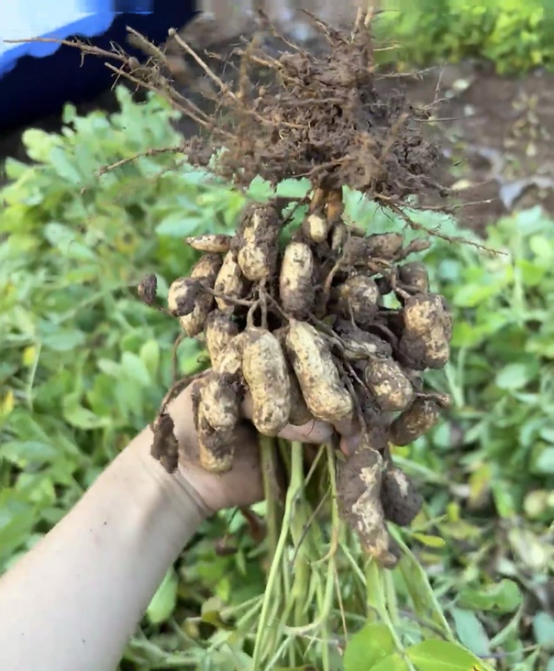 精品现挖白沙花生鲜花生一手货源直发全国