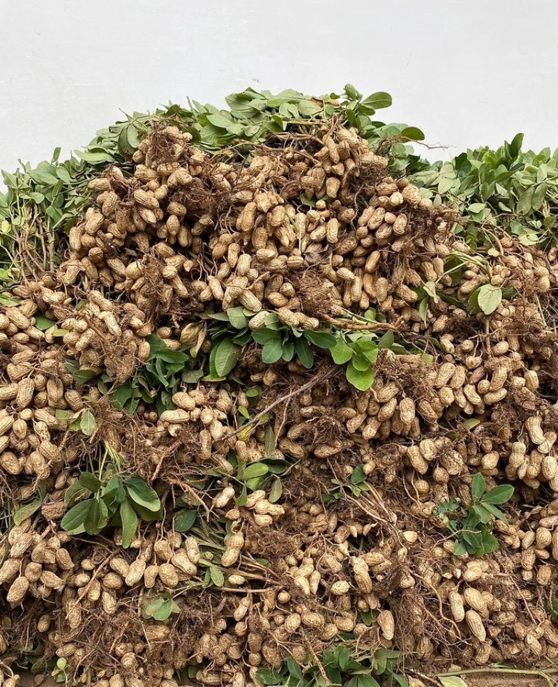 精品现挖白沙花生鲜花生一手货源直发全国