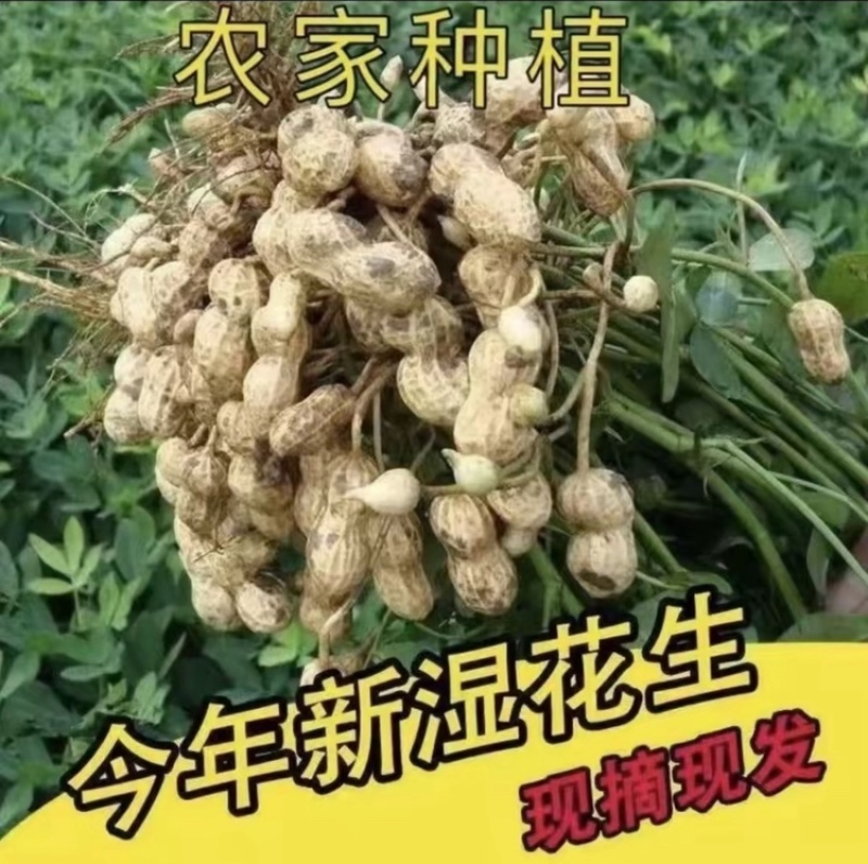 精品现挖白沙花生鲜花生一手货源直发全国