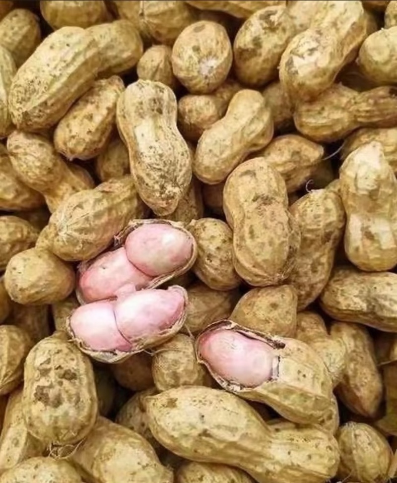 精品现挖白沙花生鲜花生一手货源直发全国