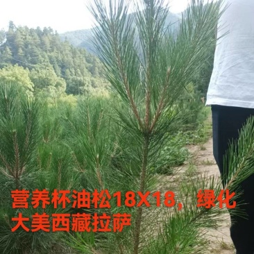 甘肃油松18X18.21X21营养杯，发西藏拉萨