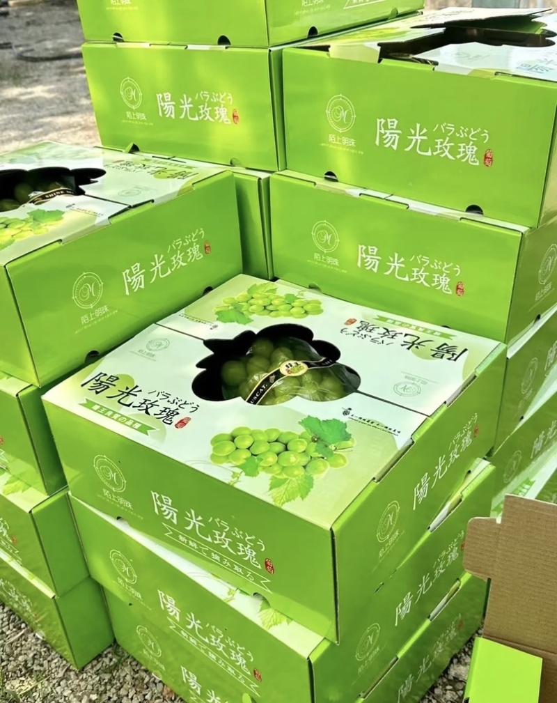 夏邑精品阳光玫瑰新鲜现货葡萄大量上市一手货源量大从优