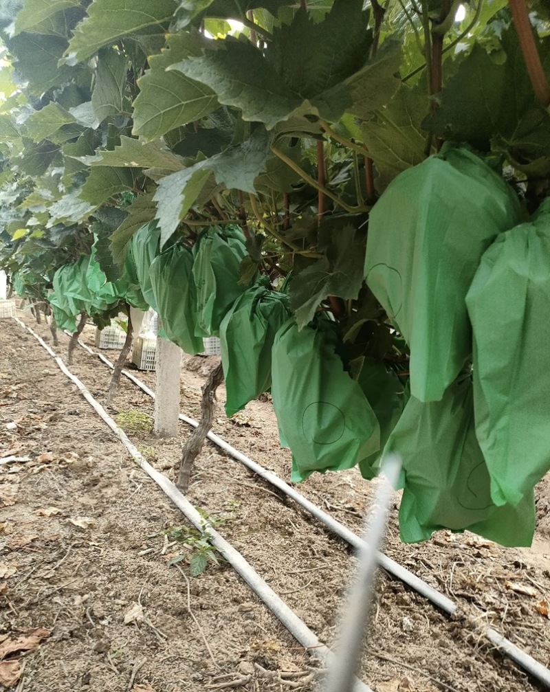 夏邑精品阳光玫瑰新鲜现货葡萄大量上市一手货源量大从优