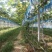 夏邑精品阳光玫瑰新鲜现货葡萄大量上市一手货源量大从优