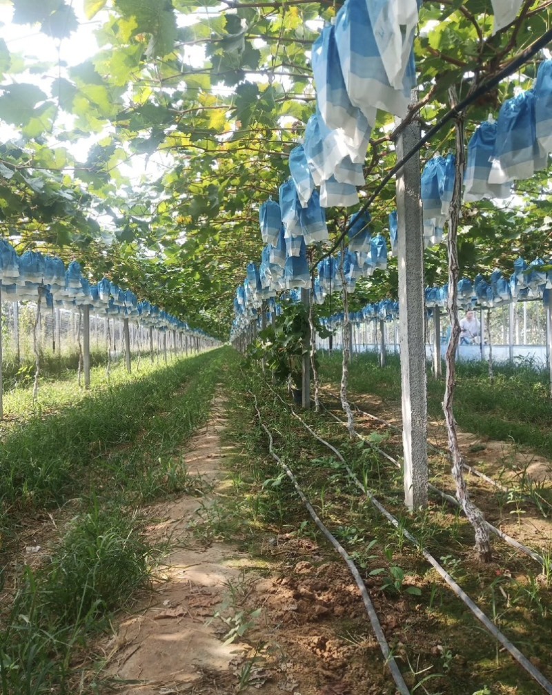 夏邑精品阳光玫瑰新鲜现货葡萄大量上市一手货源量大从优