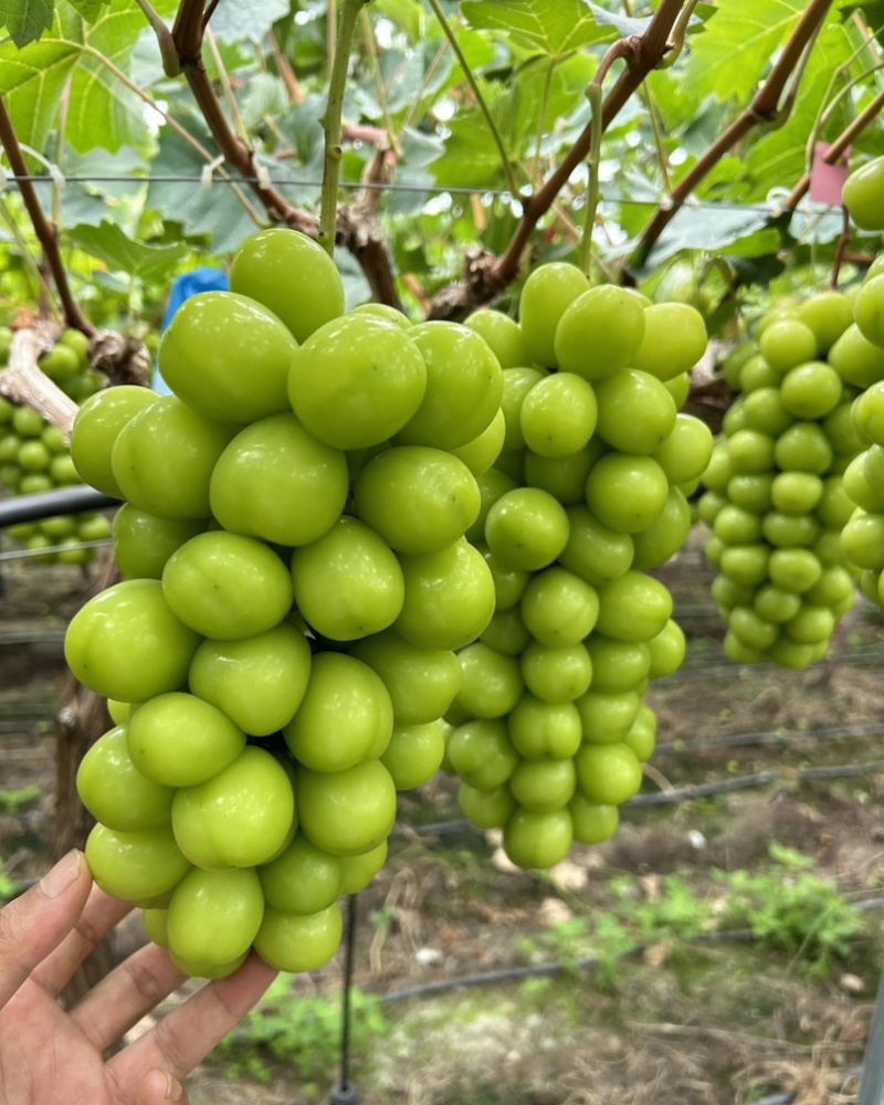 夏邑精品阳光玫瑰新鲜现货葡萄大量上市一手货源量大从优