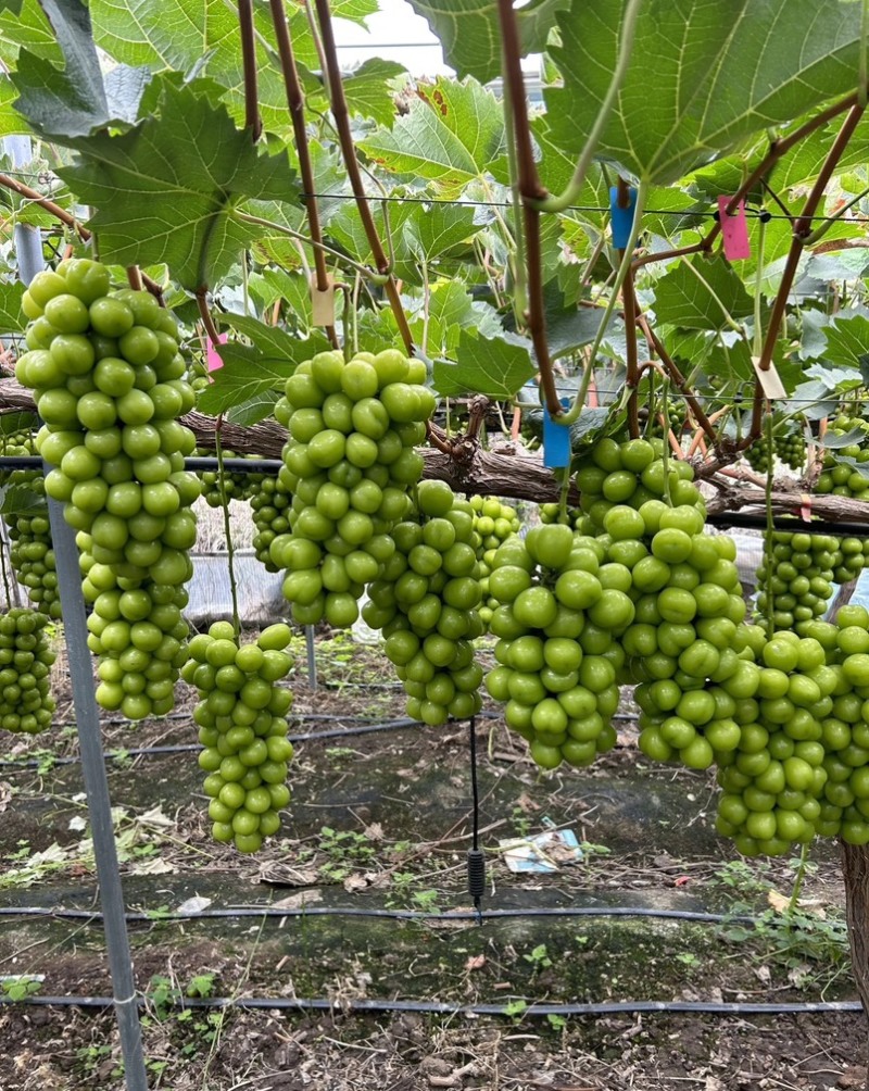 夏邑精品阳光玫瑰新鲜现货葡萄大量上市一手货源量大从优