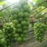夏邑精品阳光玫瑰新鲜现货葡萄大量上市一手货源量大从优