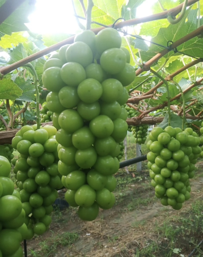 夏邑精品阳光玫瑰新鲜现货葡萄大量上市一手货源量大从优