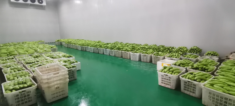 四川新苗大棚青苦瓜，油苦瓜，大量供应，欢迎实地考察
